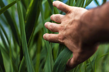 hand pushing aside tall grass