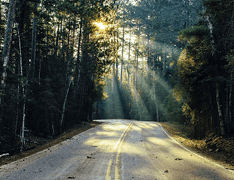 forest roadway, rays of sunlight through trees