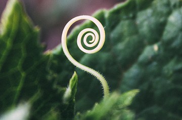 closeup of fern frond sprout