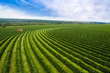 Green rows of crops curving toward a bright cloud-filled sky