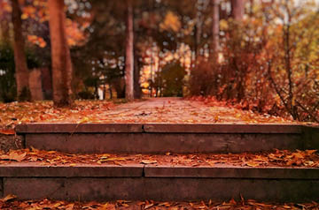 stone staircase in autumn woods