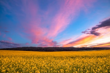 Evening deep blue sky with trails of pink clouds.