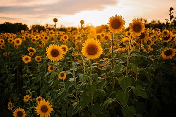 sunflowers at sunset