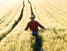 farmer walking through field of waist-high crops