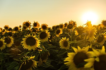 sunflowers