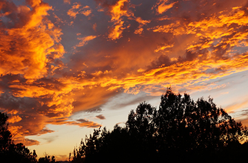 Trees with clouds reflecting the sunset