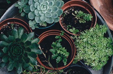 potted succulents