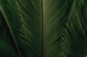 Closeup view of foliage