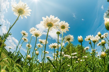 field of daisies