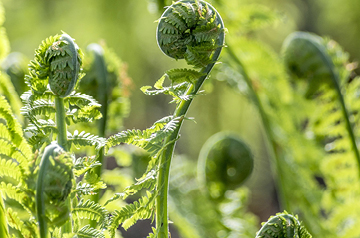 closeup of curled fern fronds