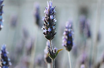 closeup of wild lavender