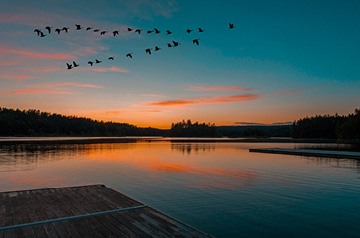 geese flying over lake at dusk