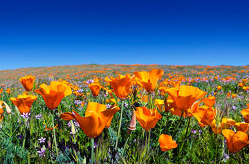 A field of California poppies.
