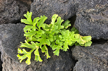 plant growing between rocks