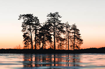 silhouette of trees lakeside