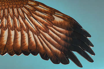 closeup of bird wing