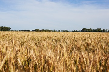 Looking out across wheat field
