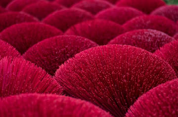 abstract photo of magenta-colored sticks