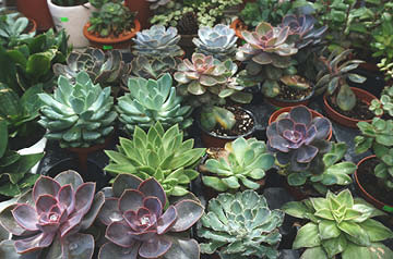 potted succulents