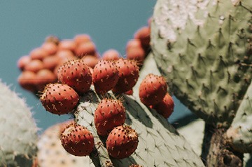 prickly pear cactus