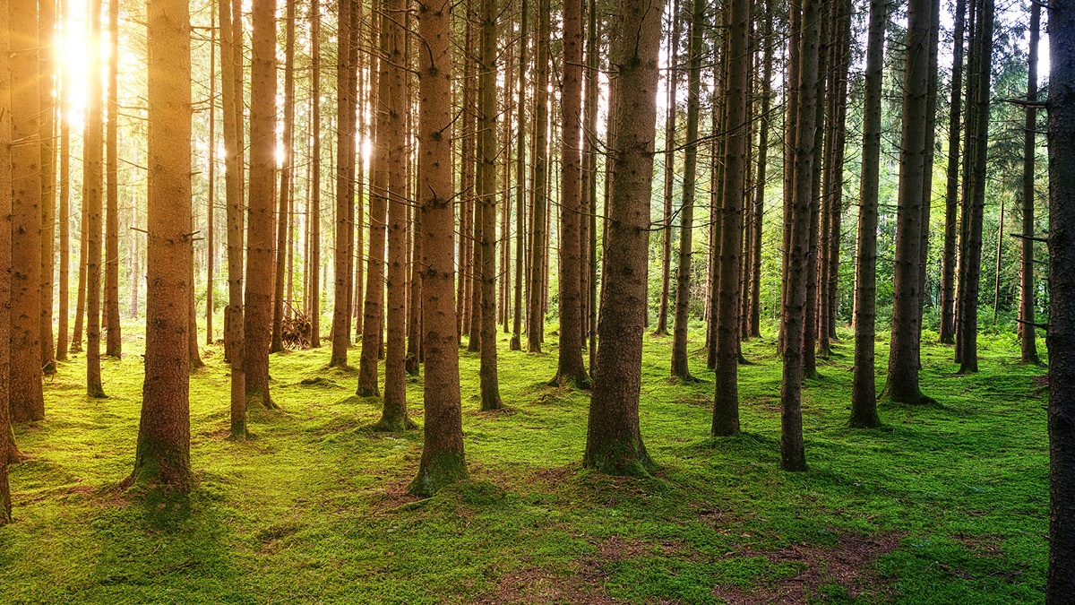 R&D Tax Credits and Federal Incentives for AI Development