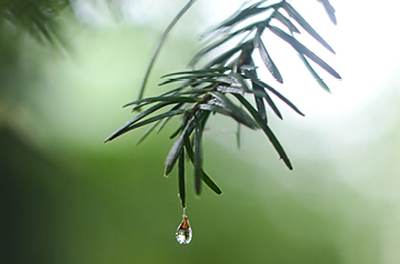 closeup of water droplet on pine needle
