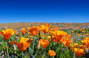 Field of California poppies and wildflowers