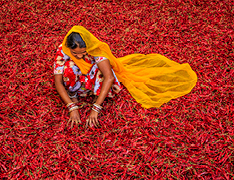 woman sorting mound of chili peppers