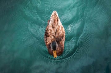 duck swimming in clear lake