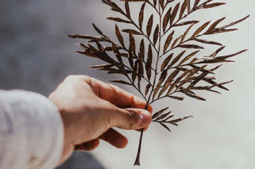 holding twig with leaves