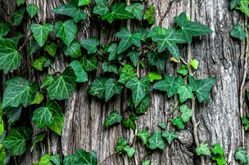 vines growing on tree