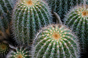 closeup of potted cacti