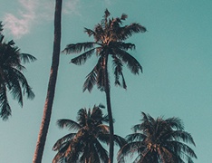 palm trees at sunset