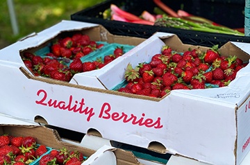 farmers' market strawberries