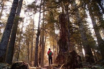 person standing in light filtering through forest trees