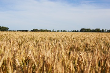 Field of ripe wheat