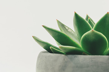 closeup of succulent