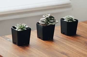 Three succulent potted plants on a table