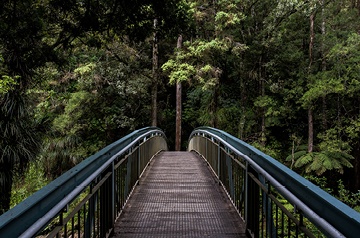 A footbridge through a forest