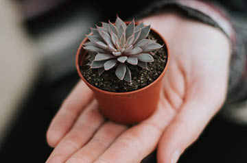 holding tiny potted succulent