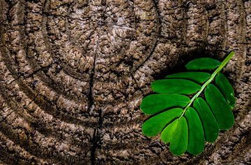 closeup of green leaf on old tree stump