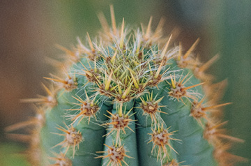 closeup of cactus