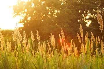 wheat field at sunset