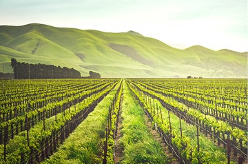 Looking out across green vineyard
