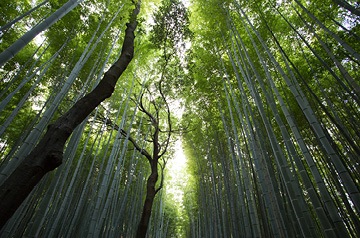 sunlight through forest