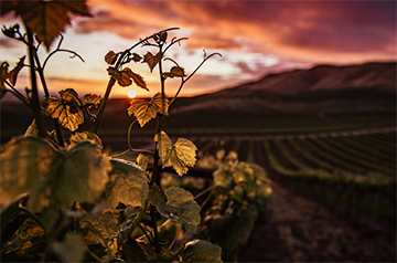 Grape vines at sunrise