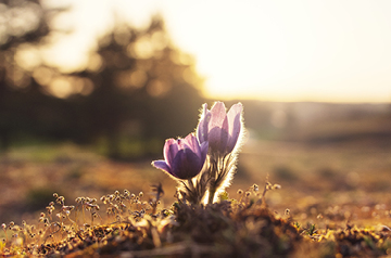 closeup of purple flowers