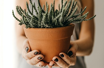 Two hands holding a potted plant