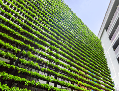plants growing from wall of planters