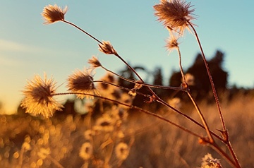 thistle in field